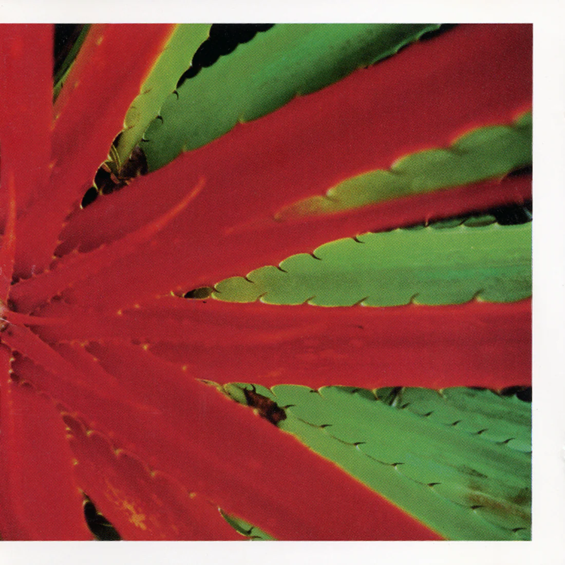 Jejune "This Afternoons Malady" 2xLP