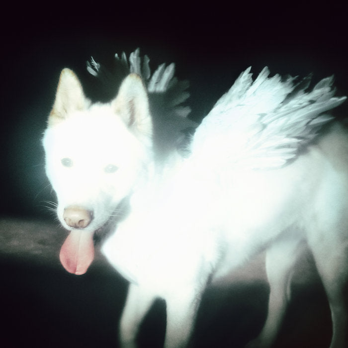 Fat Dog Cancel Me (I'm Tired) album cover